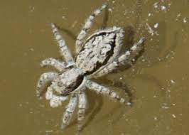 Maybe you would like to learn more about one of these? Hairy Dark Brown And White Spider Menemerus Bivittatus Bugguide Net