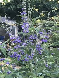 Image result for Vitex mombassae
