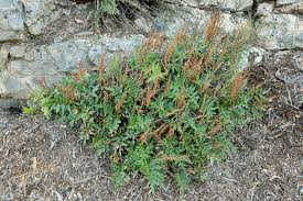 Image result for Anemiaceae