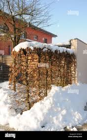 Image result for hornbeam hedge in winter