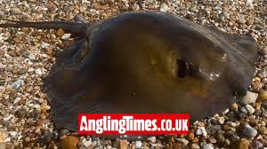 UK shores are awash with stingrays