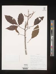 Image result for Allophylus abyssinicus