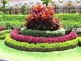 Border Plant In Gujarat India Manufacturer Exporters Of Border Plant Offered By Sanjay Nursery India I Small Front Gardens Front Garden Landscape Plants