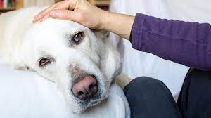 Treating Cushing S Disease In Dogs Fda