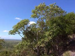 Image result for Gyrocarpus