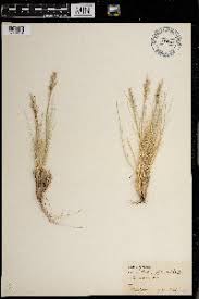 Image result for Acroceras amplectens