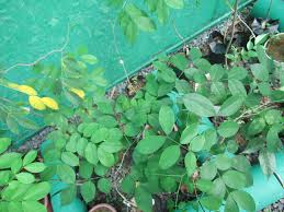 Image result for Afzelia