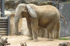 Capture for Captivity | ElephantVoices