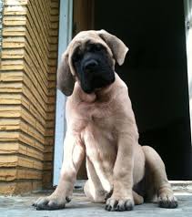 Full european english mastiff babies available. Bendegeit Mastiffs Top Ranked English Mastiff Breeders In Alberta Canada