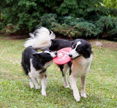 Maybe you would like to learn more about one of these? New Spirit 4 Aussie Rescue Northeast Home Facebook