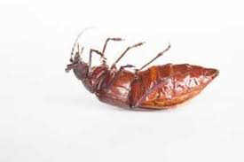 In general, the cost of a termite inspection ranges from $75 to $150. Pest Control Santa Rosa Santa Rosa Exterminators
