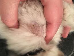The primary ingredient of many hand sanitizers is ethyl alcohol. How To Deal With Ringworm In Cats Inc The Housecleaning Regime Thecatsite Articles