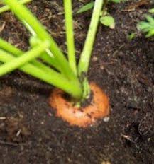 How and when to pick carrots. How To Tell When Your Carrots Veggies Are Ready To Harvest Great Guide For Beginners Lawn Garden Vegetable Garden Edible Garden