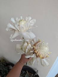 Image result for Laggera elatior