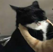 Pin By Elif Nazli Deniz On Mood Cat Memes Cute Animals Cute Cat Memes