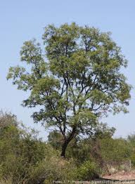 Image result for Schinopsis