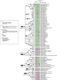 Image result for Hedythyrsus thamnoideus