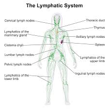 Lymph Node Location Chart Neck Bedowntowndaytona Com