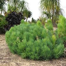 Image result for Cycnium filicalyx