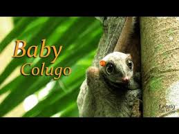 The gb, for what it's worth, is very upright, and i think the colugo is too. Baby Colugo 26feb2017 Youtube