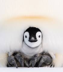 This is as far north as any penguin lives in the wild. How Do Emperor Penguin Dads Stop Their Eggs From Freezing Live Science