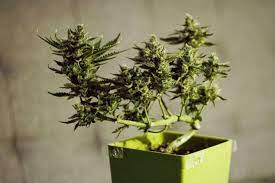 Diese pflanze ist sehr realistisch. Anleitung Fur Einen Marihuana Bonsai Rqs Blog