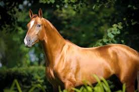 Thinking of trying vitamin e for horses? Your Guide To An Outrageously Shiny Equine Coat The Horse