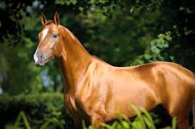We immediately began supplementing all of our horses with natural vitamin e, but dr. Your Guide To An Outrageously Shiny Equine Coat The Horse