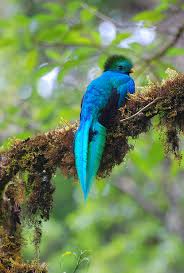 Bird With No Feathers On Head Pin On Deep In The Forest