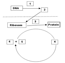 kunci jawaban coba kalian jelaskan bagaimana proses kloning dilakukan oleh para ilmuwan! Perhatikan Skema Sintesis Protein Di Bawah Ini Peristiwa Yang Terjadi Pada Proses 1 Adalah A Brainly Co Id