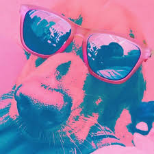 Seeing the world through rose colored glasses: Goodr On Twitter Seeing The World Through Rose Colored Glasses Takes On A Whole New Meaning When You Wear O Https T Co Zmvtpjxijp