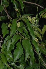 Image result for Combretum padoides