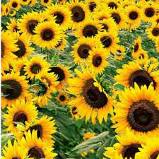 Proses tersebut dikenal dengan istilah heliotropisme. Biji Bunga Matahari Russian Giant Sunflower Shopee Indonesia