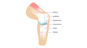 Knee Noise Crepitus And Popping Explained Knee Doctor Knee Arthritis Knee Exercises