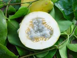 Caribfruits Maracuja Fruit De La Passion Fruits Tropicaux Fruits Tropicaux Fruit De La Passion Fruit