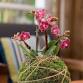 Kokedama Moss Ball - Standard Garden Workshop — event image