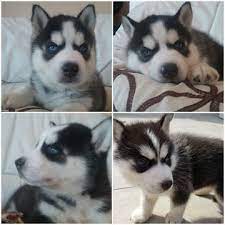 Litter Of 6 Siberian Husky Puppies For Sale In Los Angeles Ca Adn 47736 On Puppyfinder Com Gender Male S Husky Puppies For Sale Husky Siberian Husky Puppies