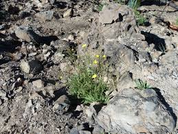 Image result for Tolpis