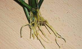 «the difference between water propagation and soil propagation. Prayer Plant Propagation Multiplying Your Marantas Epic Gardening