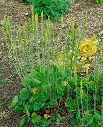Image result for Heuchera cylindrica Greenfinch