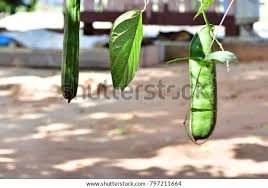 Image result for Canavalia ensiformis