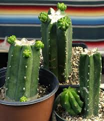 Although best propagated from cuttings, san pedro cacti will also. San Pedro Cactus Trichocereus Pachanoi Peruvianus Peruvian Torch Cacti
