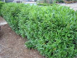 It was on the road to modesto (it's a highly scenic road by the way) that i discovered i was on a highway that wasn't too far away from a place called sequoia national park. Screening Plants Ramblin Through Dave S Garden