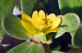 Image result for Portulaca oleracea