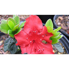 These cannabis nutrients can be used for any kind of plant, as the formula helps to activate enzymes that encourage photosynthesis across the board. National Plant Network Hot Shot Azalea Plant With Red Blooms 2 5 Qt Pot 2 3 Ft Tall And 3 4 Ft Wide Mature Tsc7631 At Tractor Supply Co