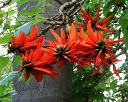 Image result for Erythrina abyssinica × lysistemon
