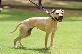 Apbt Grand Champion And Ace Of Ace Villines G C A A Pitbulls Dog Breeds Canine Pet Dogs Pitbull Puppy Pitbull Dog Pitbull Breeds Red Nose Pit Perros