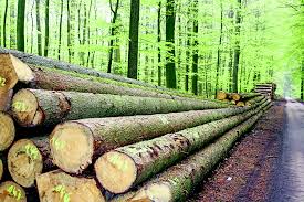 Während der brutzeit der vögel dürfen überhaupt keine bäume gefällt werden. Baume Fallen Fur Den Klimaschutz Rosengarten