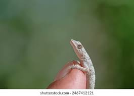 Image result for Kotschya carsonii