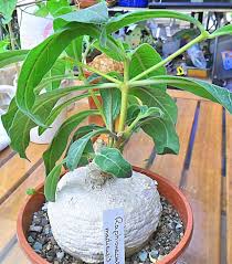 Image result for Raphionacme madiensis